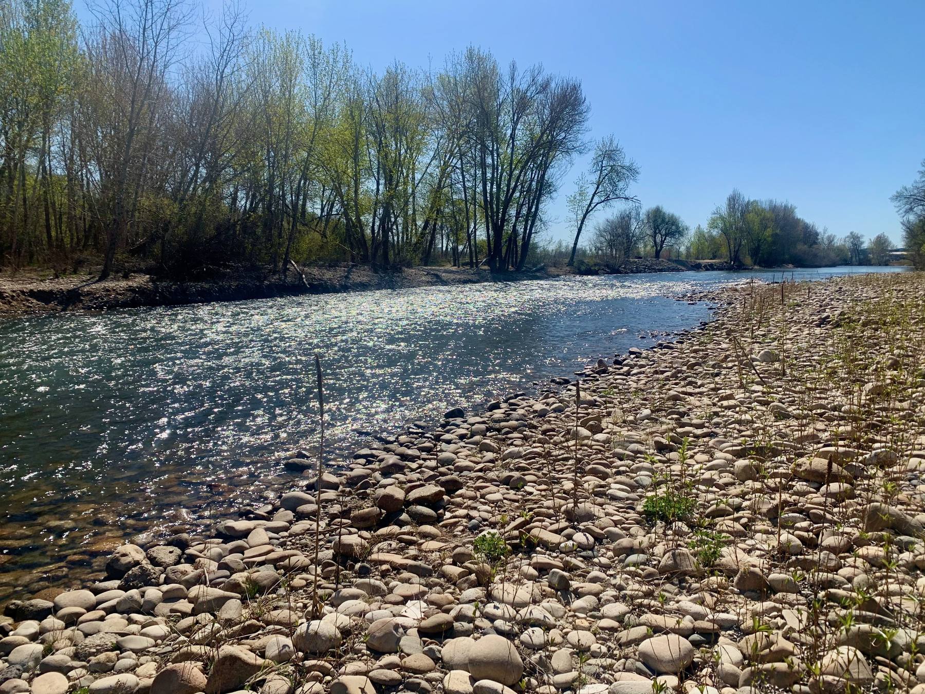 The Boise River a few steps from the back fence, cobble bar and cottonwoods on the far bank