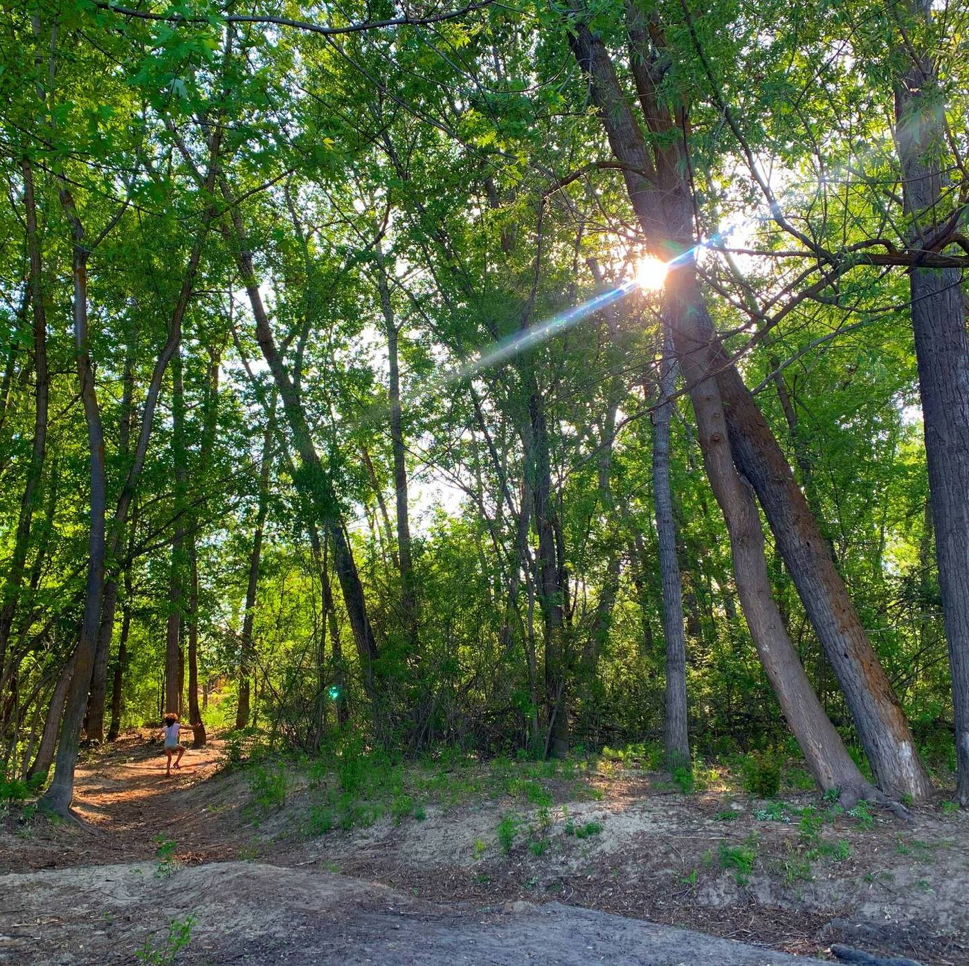 Sun breaking through the cottonwoods on a dirt side trail down to the water